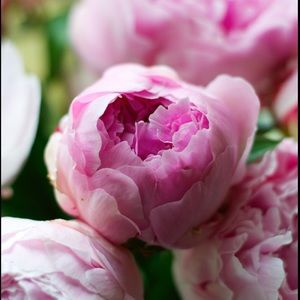 Meet your Posher, Kim